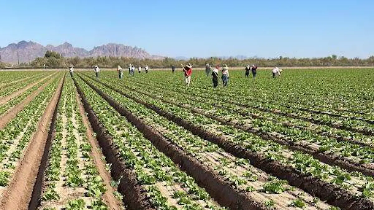 Paisanos rompen récord de envío de remesas en Sonora en el tercer trimestre